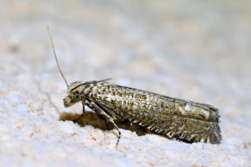 Pelochrista sp.